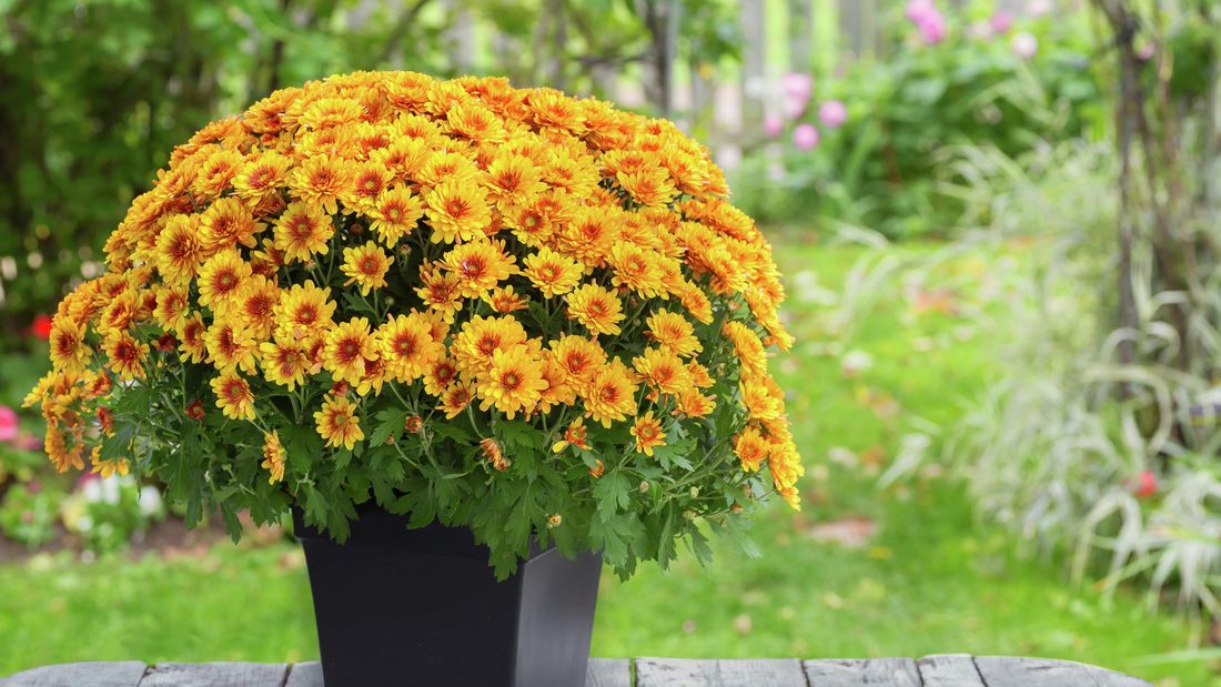 chrysanthemums
